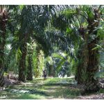 南美洲油棕“睡眠症”：热带黄金的隐形梦魇