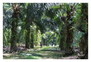 南美洲油棕“睡眠症”：热带黄金的隐形梦魇