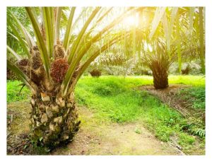 油棕茎干粗大，能儲存钾素适時补给作物需求，乃肥足的象征?