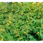 Sesbania rostrata 豆科铺蓋植物, 固氮能力极强，乃天然绿肥, 成为未成龄油棕园铺蓋选项之一