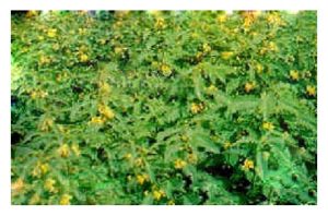 Sesbania rostrata 豆科铺蓋植物, 固氮能力极强，乃天然绿肥, 成为未成龄油棕园铺蓋选项之一