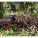 全面分析能用在油棕翻种的油棕生物质有哪些及分别产生的效果