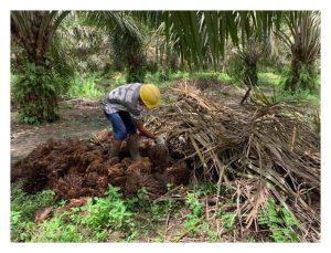 全面分析能用在油棕翻种的油棕生物质有哪些及分别产生的效果