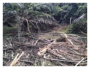 土壤铝毒对油棕生产力的影响