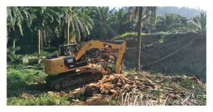 油棕树高采收果串难，树龄二十年应翻种乃解决之道?