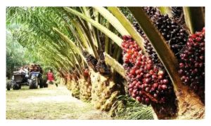 本地肥料生产商推出’昌明肥料'(Baja Madani)，价格可负担，对油棕小农可是佳讯!