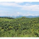 再生农业理念管理油棕园能大幅降低營运成本?