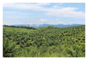 再生农业理念管理油棕园能大幅降低營运成本?