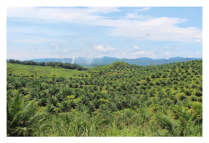 You are currently viewing 再生农业理念管理油棕园能大幅降低營运成本?