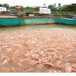 罗非鱼：水产业的“稳收王者”