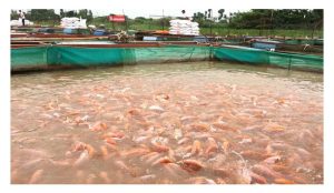 罗非鱼：水产业的“稳收王者”