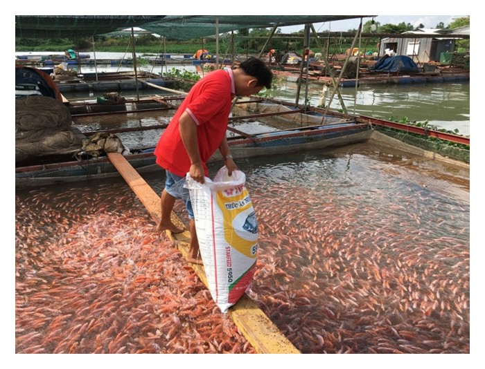 You are currently viewing 池水翻金 —— 大马开放式池塘高密度罗非鱼养殖的新财富故事