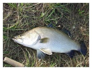 大马水产业者的养殖种类偏好一、二、三