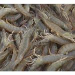 大马白对虾养殖的风险比罗非鱼高但回酬相对高?