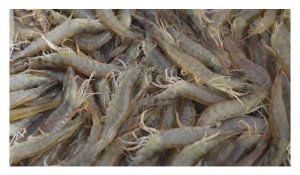 大马白对虾养殖的风险比罗非鱼高但回酬相对高?