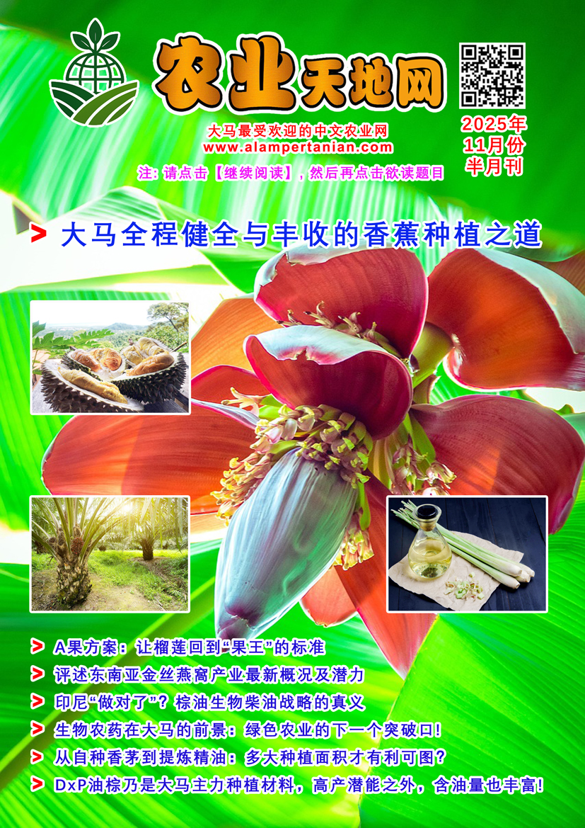 You are currently viewing 2025年11月份半月刊