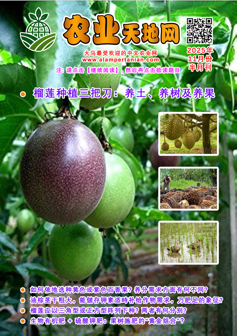 You are currently viewing 2025年11月份半月刊(下册)