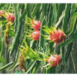 火龙果种植：越南与大马对比，优势有哪些?