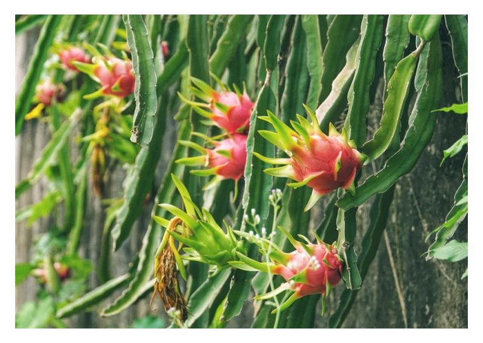 You are currently viewing 火龙果种植：越南与大马对比，优势有哪些?