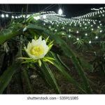 夜间补光为何对火龙果生产重要，优点是什么?