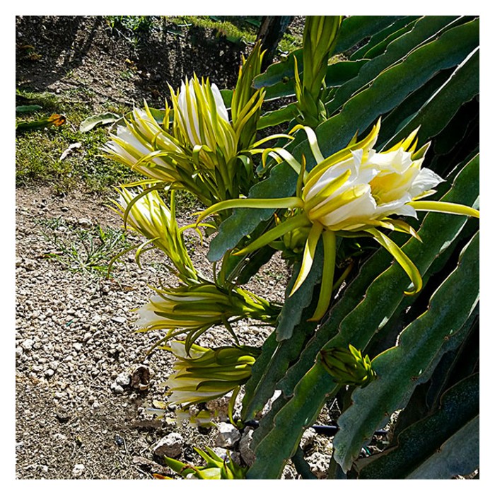 Read more about the article 火龙果品种描述及生长习性、开花结果及授粉须知