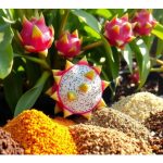 火龙果对施肥的反应敏捷，结合复合肥、有机肥及叶面肥乃理想组合