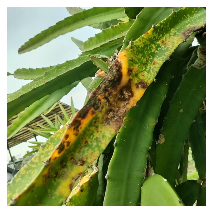 You are currently viewing 火龙果应如何防备无常气候及农艺管理上所面对的病虫害问题及解决方案有哪些?