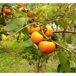 柿子：不适合在大马平地种植的高端作物