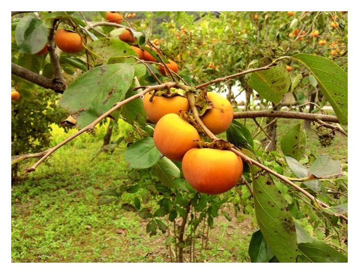 You are currently viewing 柿子:不适合在大马平地种植的高端作物