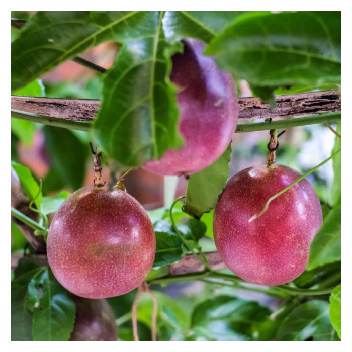 Read more about the article 紫皮百香果：不适合在大马平地种植的高端作物