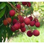 荔枝：不适合大马平地种植的高端作物