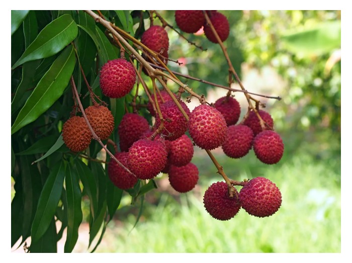 You are currently viewing 荔枝:不适合大马平地种植的高端作物