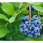 蓝莓：不适合大马平地种植的高端作物