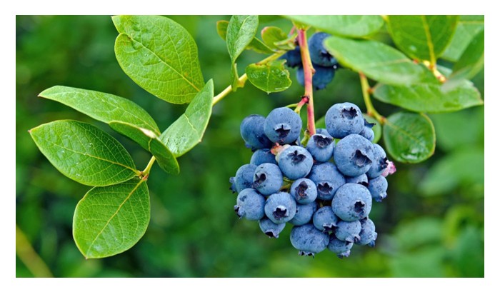 You are currently viewing 蓝莓:不适合大马平地种植的高端作物