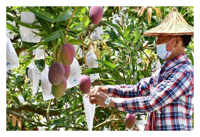 Read more about the article 小型芒果园赚钱的有利模式