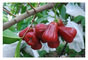 水翁(莲雾)种植可以很赚钱：种对品种、反季节生产、用实惠肥料