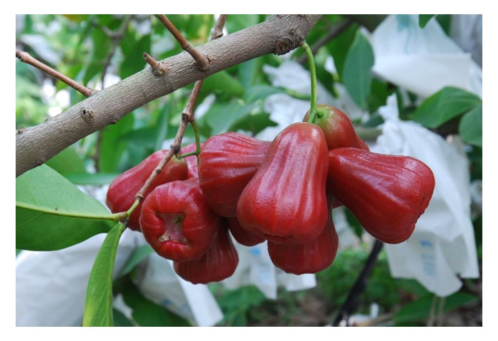 Read more about the article 水翁(莲雾)种植可以很赚钱：种对品种、反季节生产、用实惠肥料