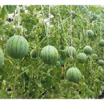 迷你西瓜：小型种植仍有利可图的选项之一