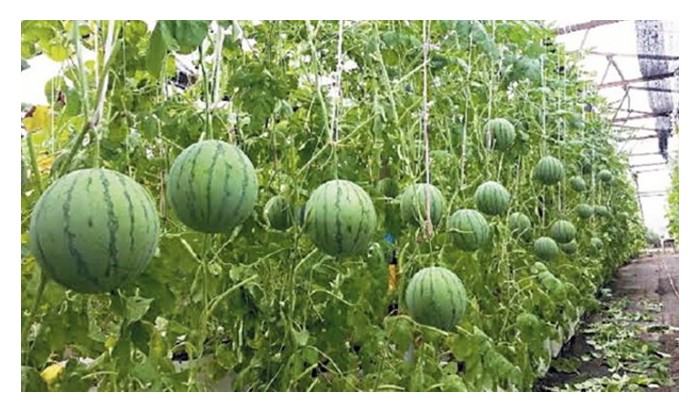 Read more about the article 迷你西瓜：小型种植仍有利可图的选项之一