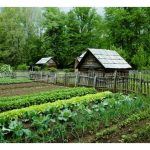 新手搞菜园，应种菜还是种瓜才稳赚?