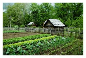 新手搞菜园，应种菜还是种瓜才稳赚?