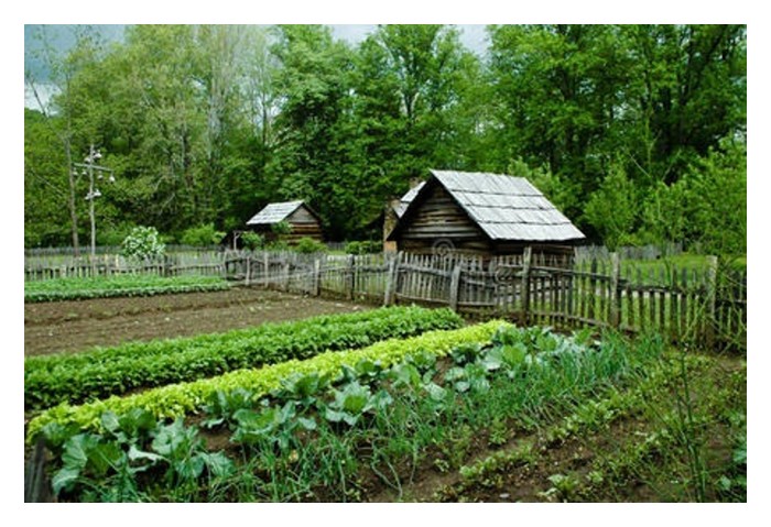 Read more about the article 新手搞菜园，应种菜还是种瓜才稳赚?