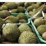 猫山王榴莲种子小不利后代繁殖，植株零星，嫁接技术却让它开枝散叶，引领种植界