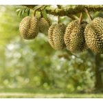 大马拥有MYGAP认证的榴莲果园只有1,933家，说明许多园主仍走国内消費市场以不择果生产榴莲，造成BCD果充斥市场