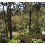 榴莲农友或应踊跃做出口，注重A级果生产，与日益扩展的国际市场接轨，避开国内BCD级果的激烈竞爭及低价势