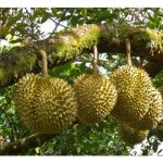 ‘海南封关’是否为大马榴莲出口帶来新机契?