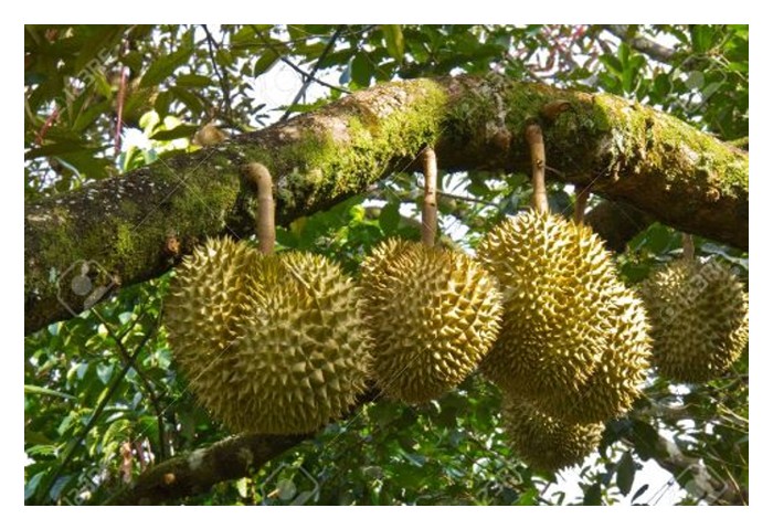 Read more about the article ‘海南封关’是否为大马榴莲出口帶来新机契?