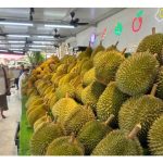 大马猫山王榴莲农友的二选一：主力生产A果或’ABCD果统统要’而加剧成本及面临倾销风险?