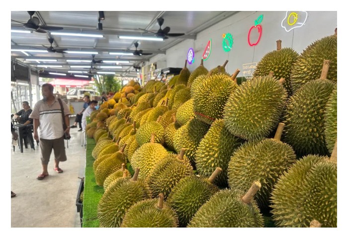 Read more about the article 大马猫山王榴莲农友的二选一：主力生产A果或’ABCD果统统要’而加剧成本及面临倾销风险?