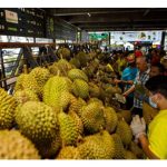 榴莲农友一蜂窩种植猫山王，重演蔬菜业情景导致卖价受创，人之常情或政府疏于管理?